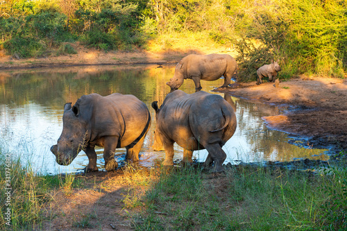 Three adult and a young white rhinoceros or square - lipped rhinoceros (Ceratotherium simum) inside the Entabeni Safari Game Reserve at sunset, Limpopo Province, South Africa. photo