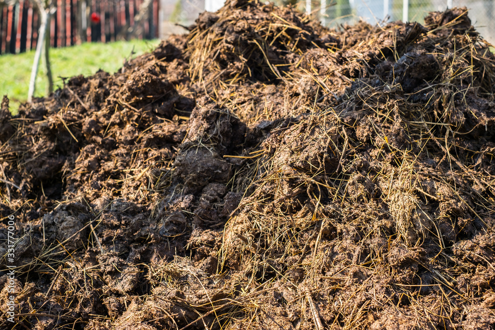 Piles of cow manure on the farm to fertilize the ground Piles of cow manure on the farm to fertilize the ground