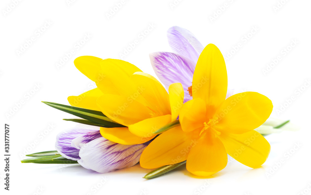 Naklejka premium Yellow and blue bouquet of crocuses.