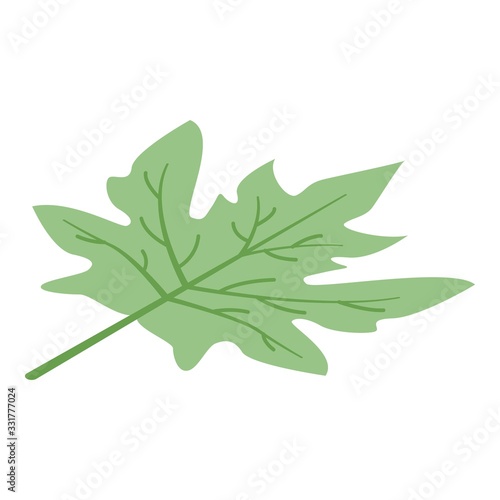 Papaya leaf icon. Isometric of papaya leaf vector icon for web design isolated on white background