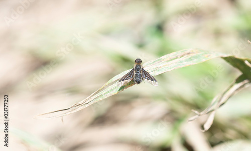 A Bee Fly (Bombyliidae Anthracinae Tribe Villini) Perched on a Stalk of Vegetation in Colorado