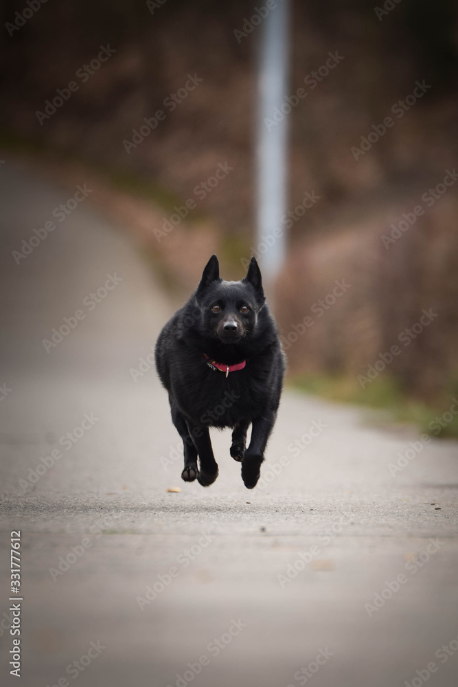 puppy of schipperke is running on road. She is so happy and crazy dog. She loves moving. puppy of schipperke is running on road. She is so happy and crazy dog. She loves moving.