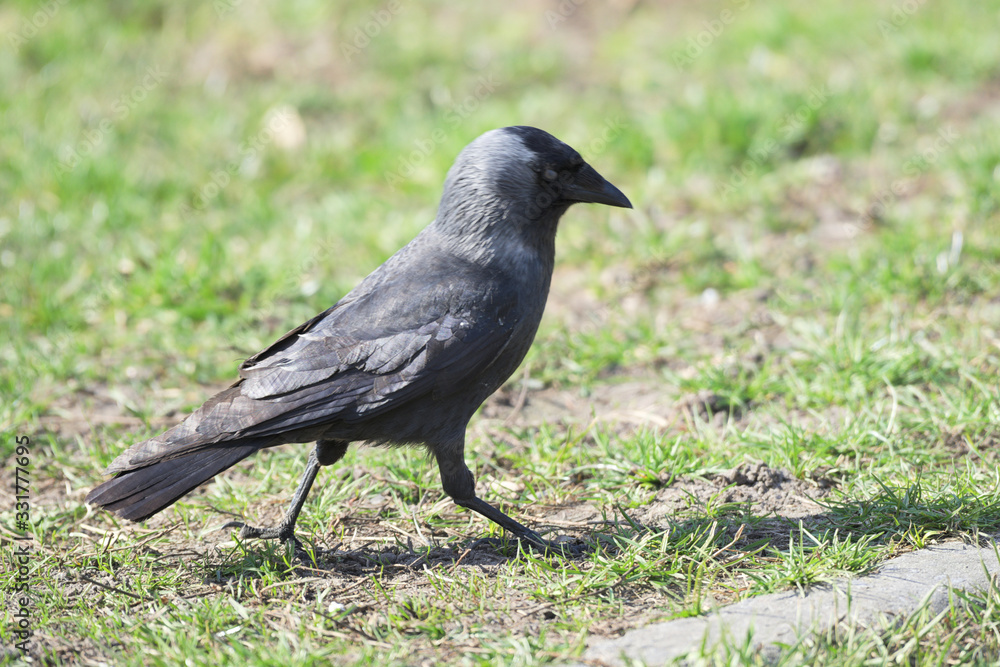black crow on the grass black crow on the grass