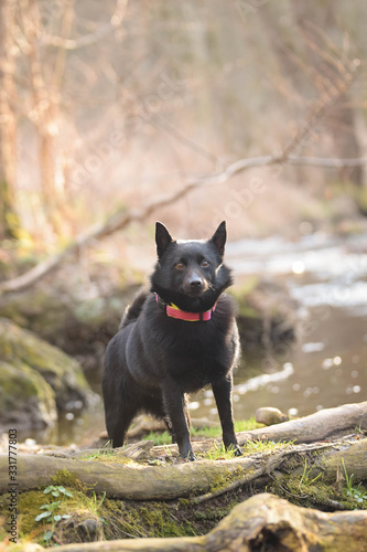 Young female of schipperke is sitting on trunk near to the water. She has so nice face. She is so patient model.