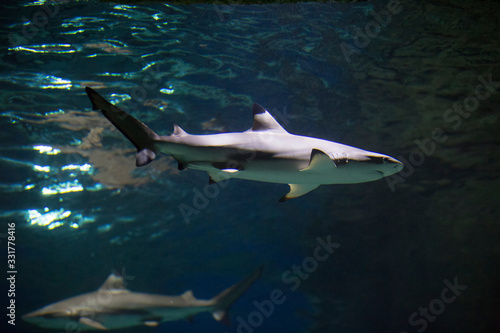 Blacktip shark (Carcharhinus limbatus) swimming in aquarium © IvSky