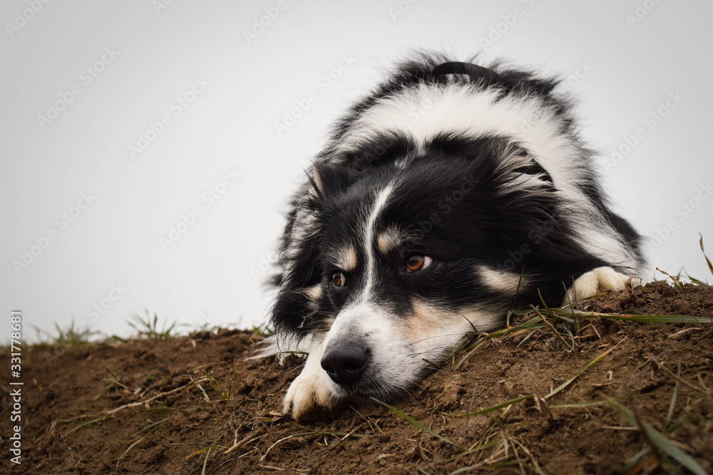 Portrait of border collie on the field. He has order Portrait of border collie on the field. He has order