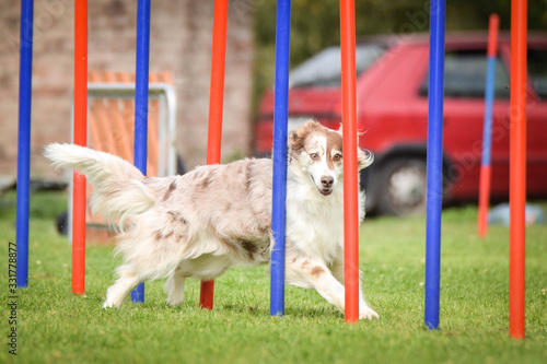 Redmerle border collie is running on czech agility competition slalom. Prague agility competition in dog park Pesopark. photo