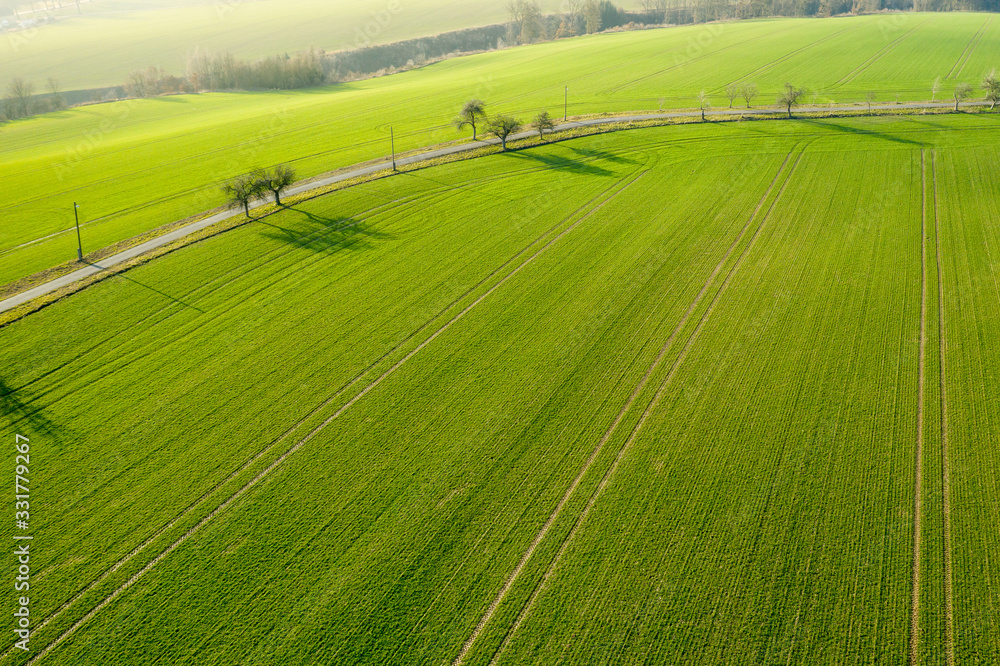 Aerial view on a field with green grass and few trees along a road. Agriculture farm cultivated land.