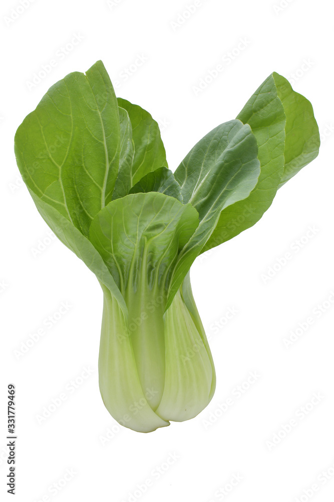 Pak Choi stehend Pak Choi stehend