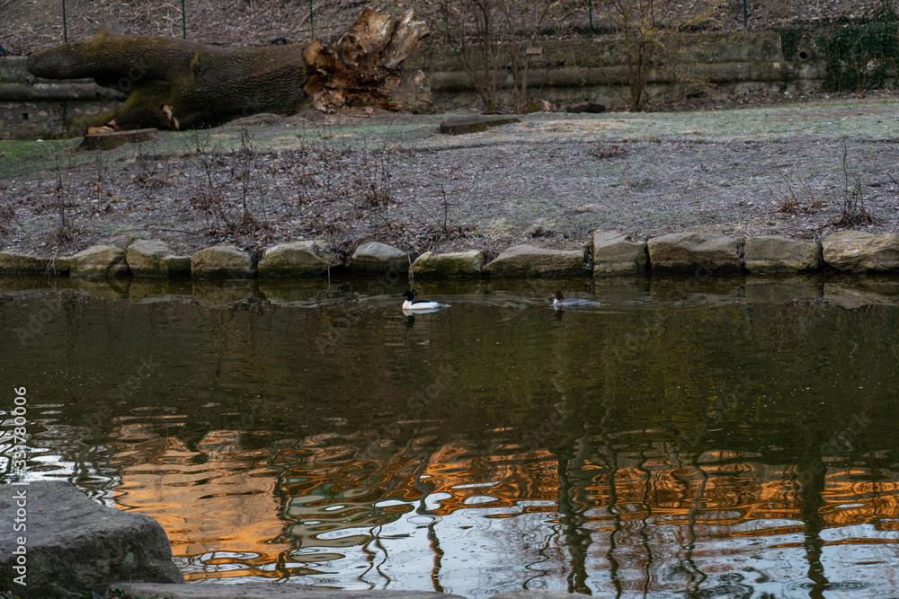 Fototapeta premium Enten schwimmen in einem Teich