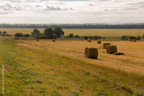 Hayfield. There are many stacks around. Meadow in the early autumn. Dry plants around. Gold colors. Green forest far away. Dark heaven with white clouds above