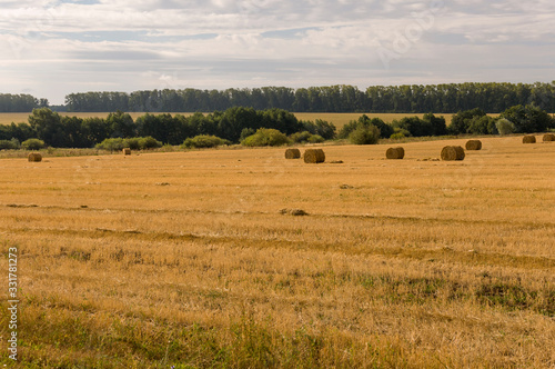 Hayfield. There are many stacks around. Meadow in the early autumn. Dry plants around. Gold colors. Green forest far away. Dark heaven with white clouds above