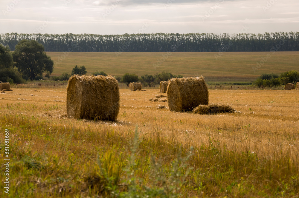 Hayfield. There are many stacks around. Meadow in the early autumn. Dry plants around. Gold colors. Green forest far away. Dark heaven with white clouds above