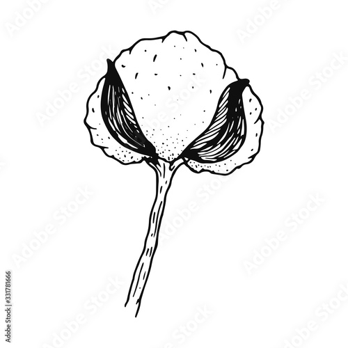 Blooming cotton, bottom view. Doodle style. Black and white vector illustration. Drawn by hand, isolated on a white background. Cotton bud on a twig. Textural, grunge botanical design