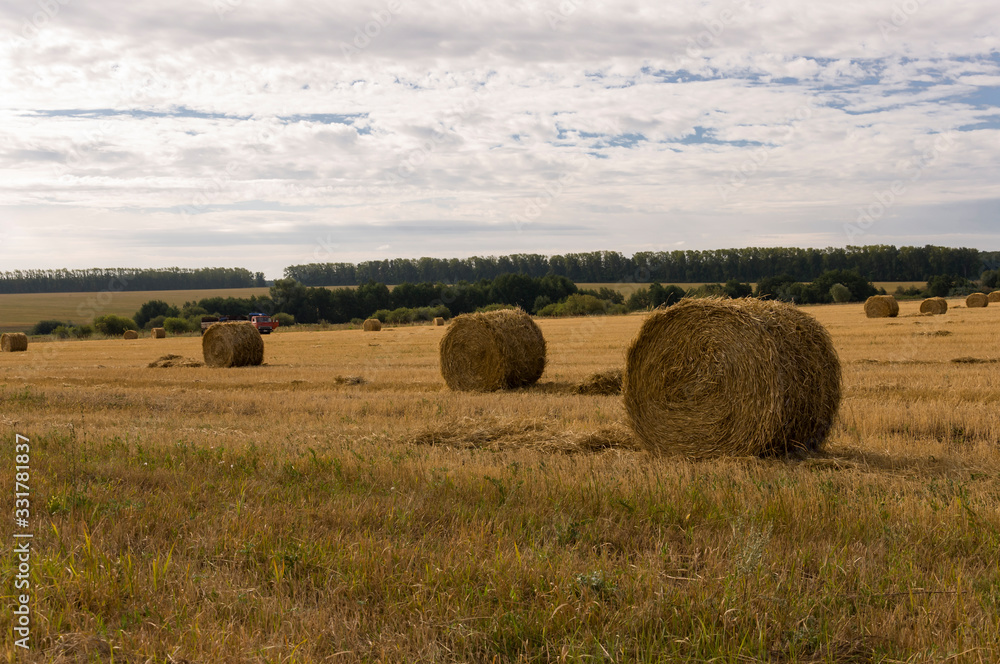 Hayfield. There are many stacks around. Meadow in the early autumn. Dry plants around. Gold colors. Green forest far away. Dark heaven with white clouds above