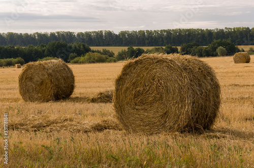 Hayfield. There are many stacks around. Meadow in the early autumn. Dry plants around. Gold colors. Green forest far away. Dark heaven with white clouds above