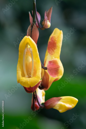 Close up of a Mysore trumpetvine (thunbergia mysorensis) flower in bloom photo