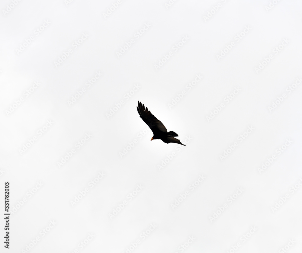 soaring eagle on a background of blue sky and clouds soaring eagle on a background of blue sky and clouds