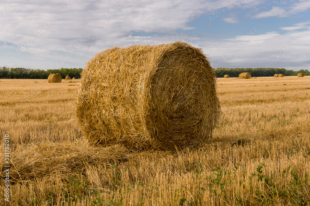 Hayfield. There are many stacks around. Meadow in the early autumn. Dry plants around. Gold colors. Green forest far away. Dark heaven with white clouds above Hayfield. There are many stacks around. Meadow in the early autumn. Dry plants around. Gold colors. Green forest far away. Dark heaven with white clouds above