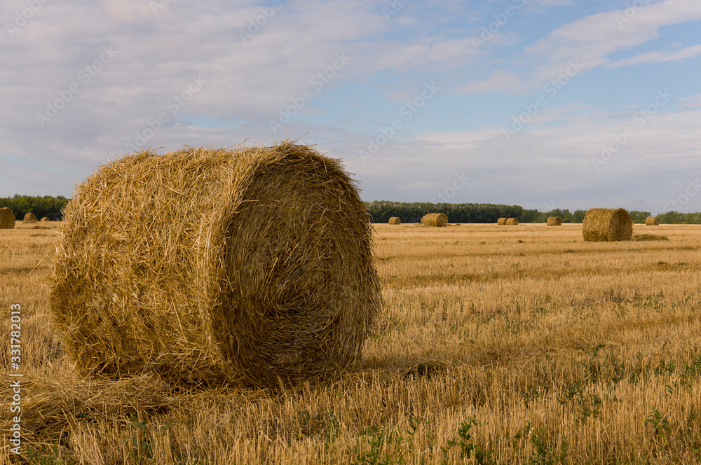 Hayfield. There are many stacks around. Meadow in the early autumn. Dry plants around. Gold colors. Green forest far away. Dark heaven with white clouds above