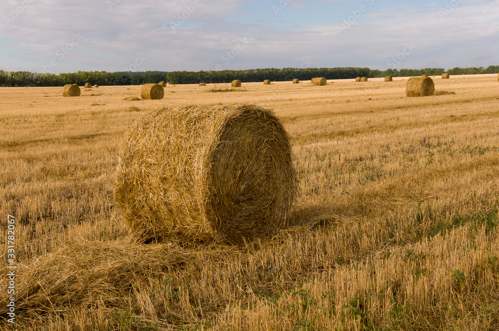 Hayfield. There are many stacks around. Meadow in the early autumn. Dry plants around. Gold colors. Green forest far away. Dark heaven with white clouds above