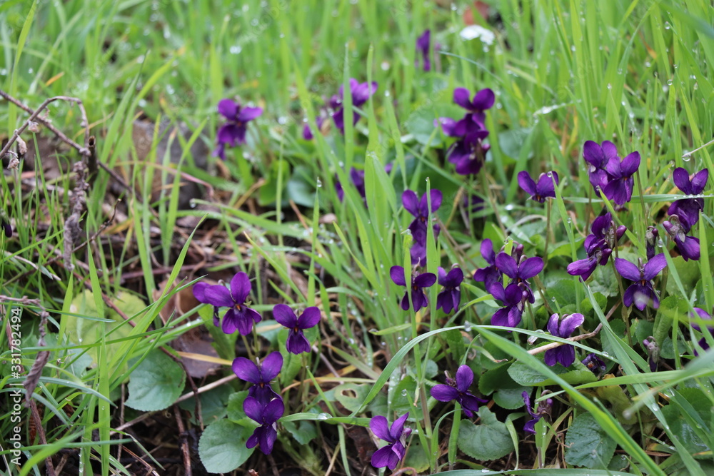 In the spring violets bloomed in the forest In the spring violets bloomed in the forest