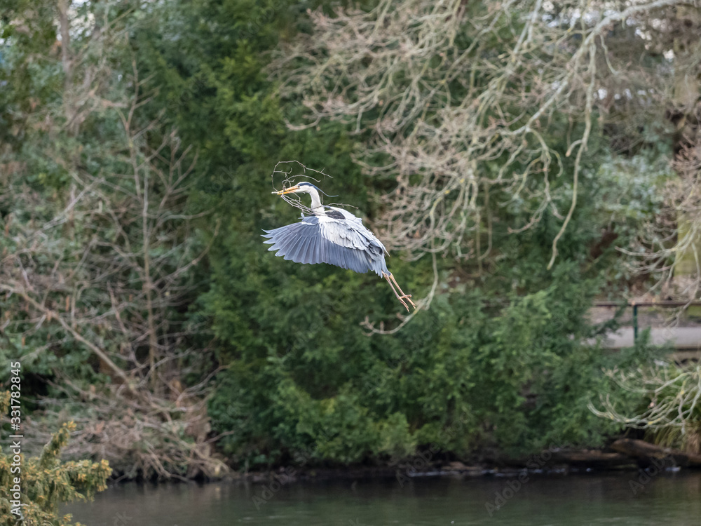 Grey Heron (ardea cinerea ) flying with a stick in its bill. Collecting nesting material. Grey Heron (ardea cinerea ) flying with a stick in its bill. Collecting nesting material.