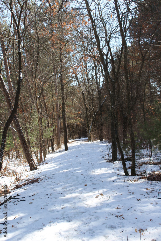 road in winter forest road in winter forest