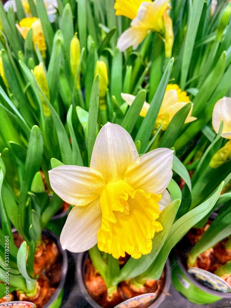Fototapeta premium daffodils in garden