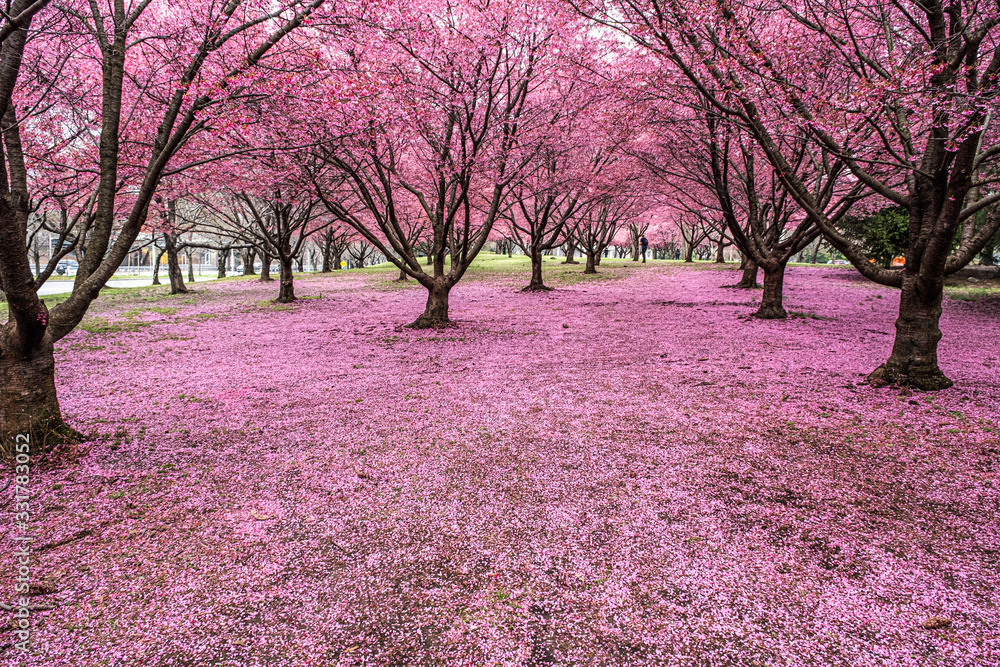 Obraz premium Pink land!