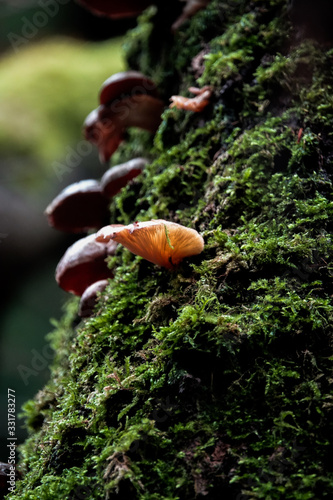 Mossy mushroom