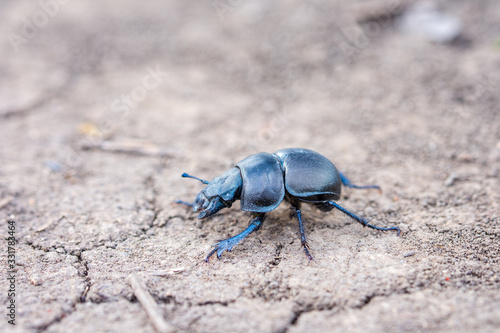 Wallpaper Mural A sleepy beetle ethane climbs out of its burrow. Geotrupidae. Torontodigital.ca