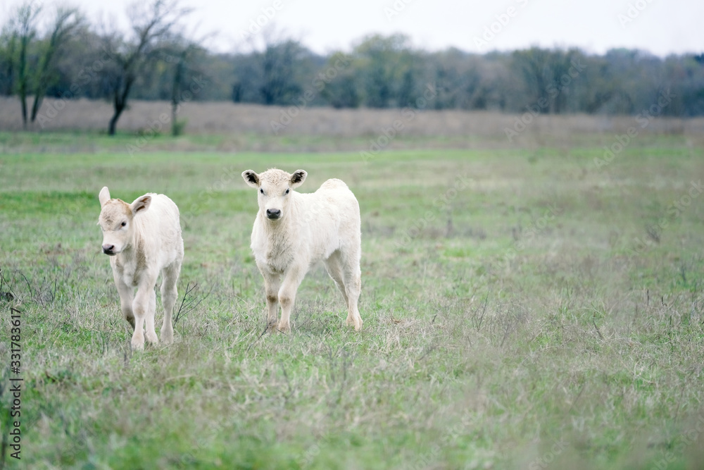 charolais beef calves on cow farm, copy space on green field background charolais beef calves on cow farm, copy space on green field background