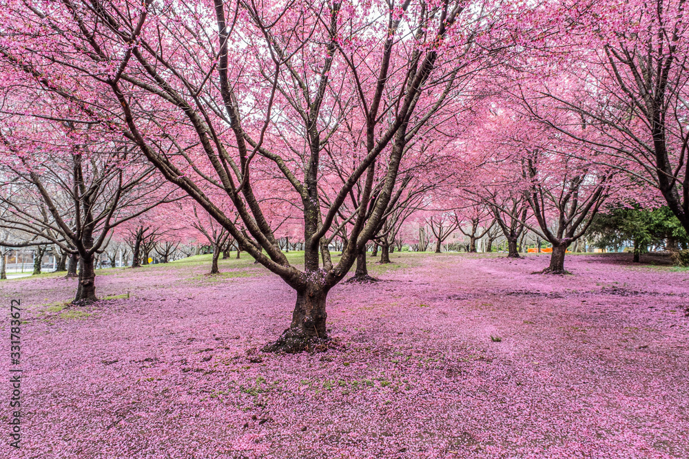 Obraz premium Pink land