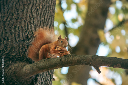 Red squirrel sits on a branch and eats a nut in the autumn forest © Hennadii