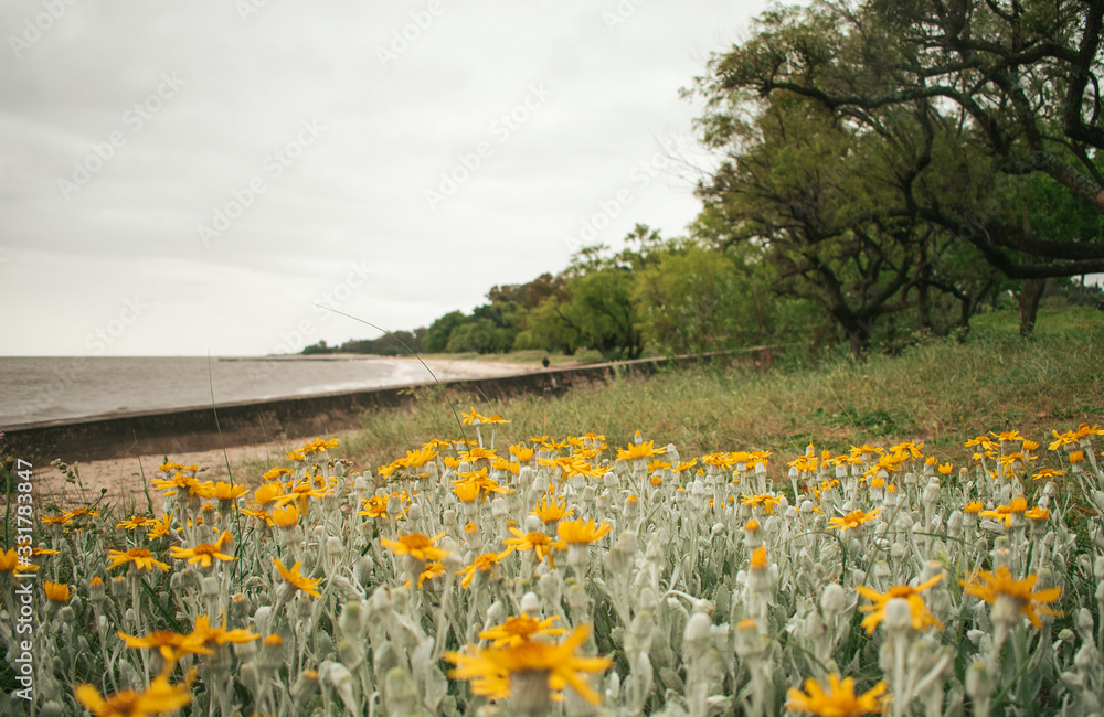 Fototapeta premium yellow daffodils in a field