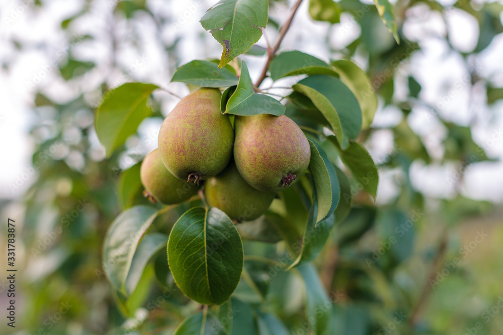 ripening ripe beautiful juicy fruit pears on a branch, pear tree in the garden