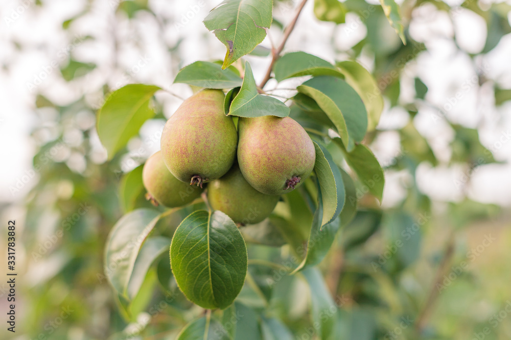 ripening ripe beautiful juicy fruit pears on a branch, pear tree in the garden