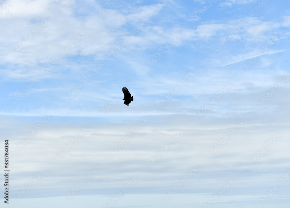soaring eagle on a background of blue sky and clouds soaring eagle on a background of blue sky and clouds