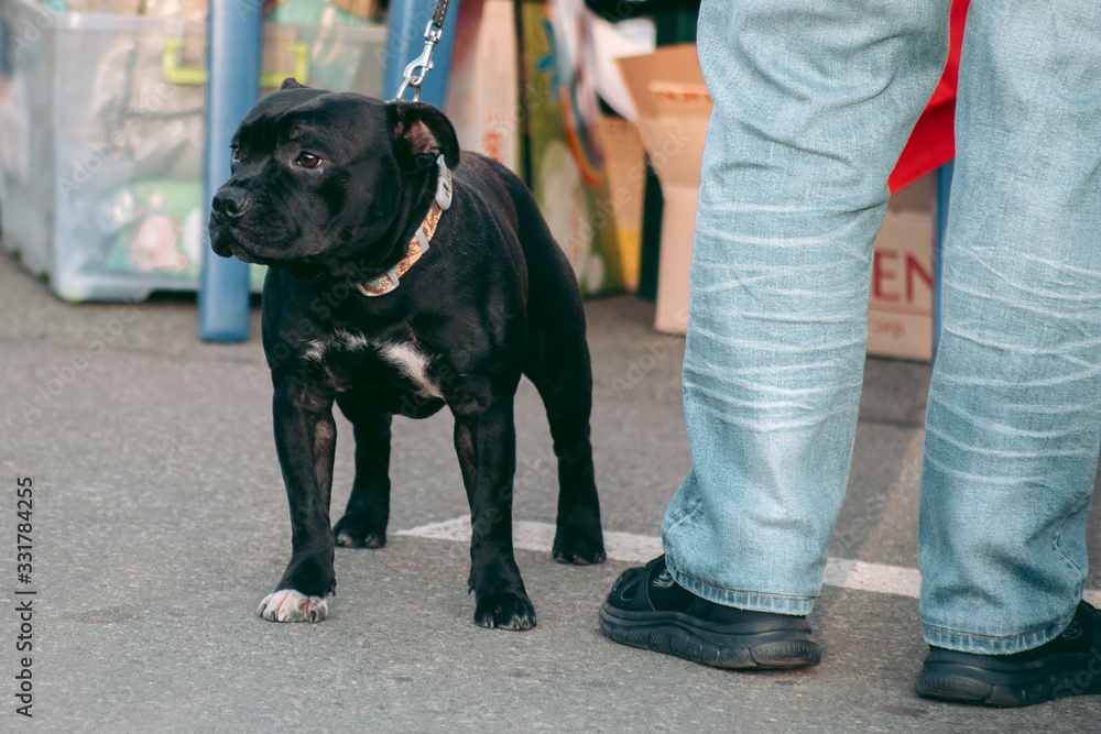Black dog bulldog on a leash on the street near the feet of the owner