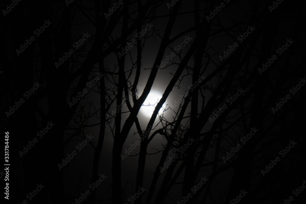 Obraz premium Mond scheint durch Äste bei Nacht