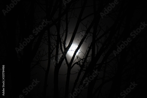 Mond scheint durch Äste bei Nacht