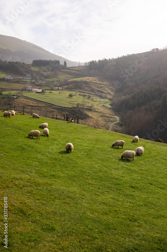 Sheeps grazing in the mountains at Aizkorri mountain range, Basque Country.
