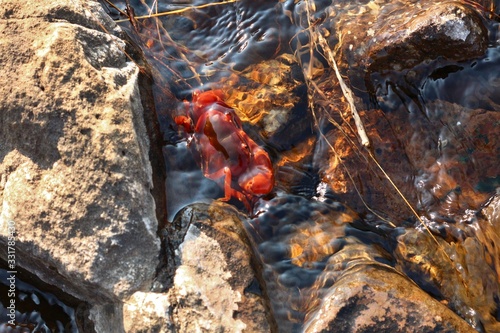 Crab in a creek at Drakensberg Mountains
