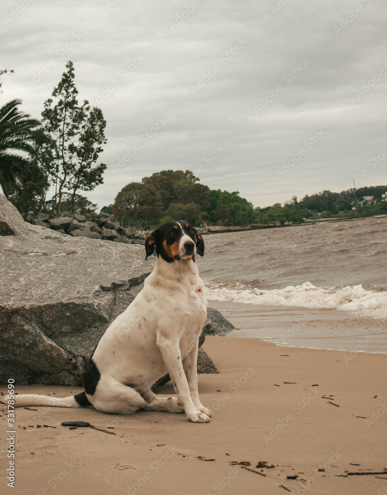 dog on de beach dog on de beach