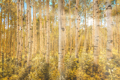 Sunshine throught the Aspen Trees and fall colors in the forest