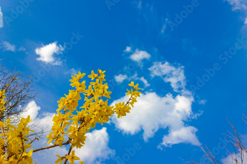 golden shower tree under blue sky