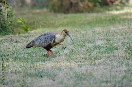 Black-faced ibis Theristicus melanopis in a meadow. photo