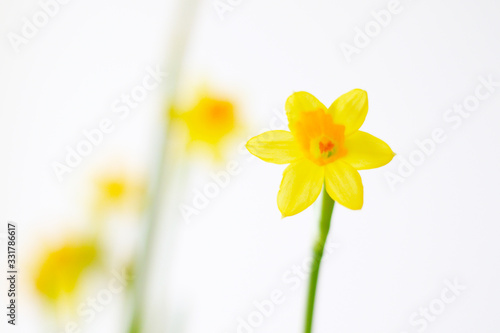 unfocused yellow daffodil flowers 