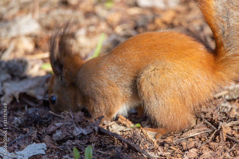 Red squirrel in the park hides a nut Red squirrel in the park hides a nut